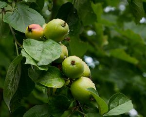 Preview wallpaper apples, leaves, drops, macro, green
