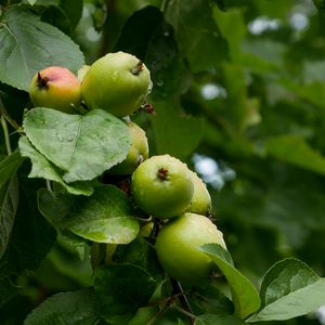 Preview wallpaper apples, leaves, drops, macro, green