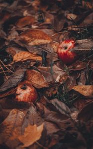 Preview wallpaper apples, leaves, grass, autumn, harvest