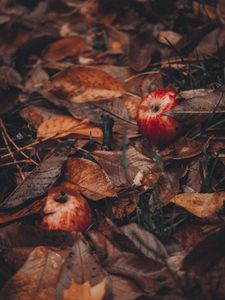 Preview wallpaper apples, leaves, grass, autumn, harvest