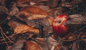 Preview wallpaper apples, leaves, grass, autumn, harvest