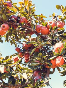 Preview wallpaper apples, red, branch, tree, fruit