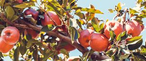 Preview wallpaper apples, red, branch, tree, fruit