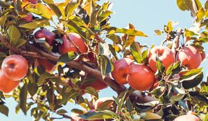 Preview wallpaper apples, red, branch, tree, fruit