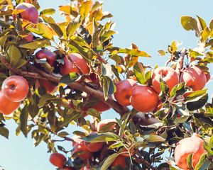 Preview wallpaper apples, red, branch, tree, fruit