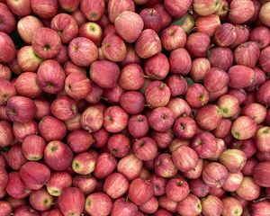 Preview wallpaper apples, red, fruit, harvest