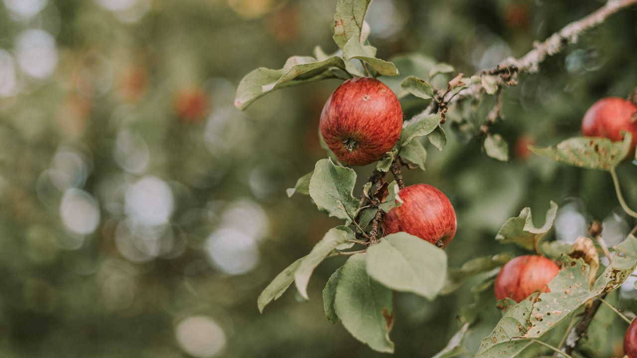 Wallpaper apples, red, ripe, branches, leaves