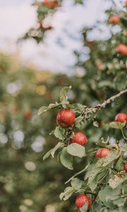 Preview wallpaper apples, red, ripe, branches, leaves
