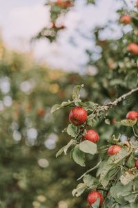 Preview wallpaper apples, red, ripe, branches, leaves