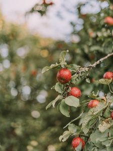 Preview wallpaper apples, red, ripe, branches, leaves
