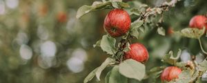 Preview wallpaper apples, red, ripe, branches, leaves