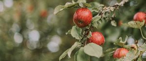 Preview wallpaper apples, red, ripe, branches, leaves