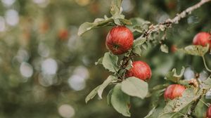 Preview wallpaper apples, red, ripe, branches, leaves