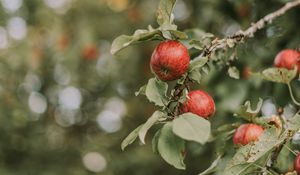 Preview wallpaper apples, red, ripe, branches, leaves