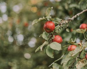 Preview wallpaper apples, red, ripe, branches, leaves