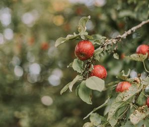 Preview wallpaper apples, red, ripe, branches, leaves