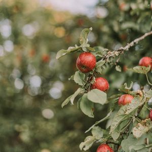 Preview wallpaper apples, red, ripe, branches, leaves