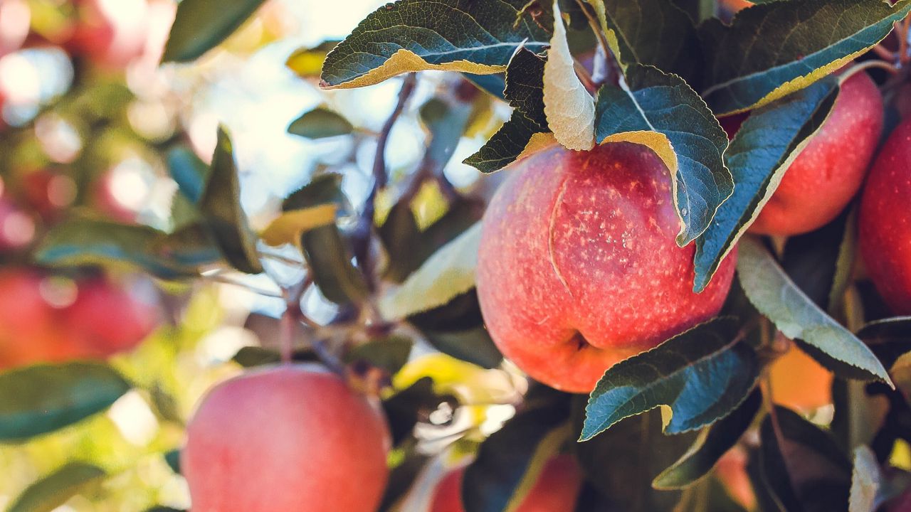 Wallpaper apples, red, ripe, fruits, harvest