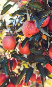 Preview wallpaper apples, red, ripe, fruits, harvest