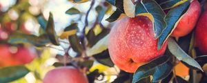 Preview wallpaper apples, red, ripe, fruits, harvest