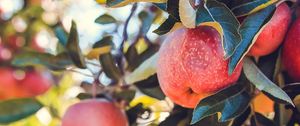 Preview wallpaper apples, red, ripe, fruits, harvest