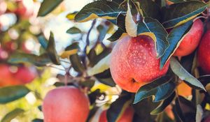 Preview wallpaper apples, red, ripe, fruits, harvest