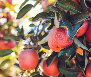 Preview wallpaper apples, red, ripe, fruits, harvest