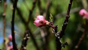 Preview wallpaper apricot, flower, bud, spring, branch, blur, nature