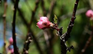 Preview wallpaper apricot, flower, bud, spring, branch, blur, nature