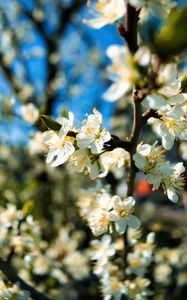 Preview wallpaper apricot flowers, apricot, flowers, spring, petals