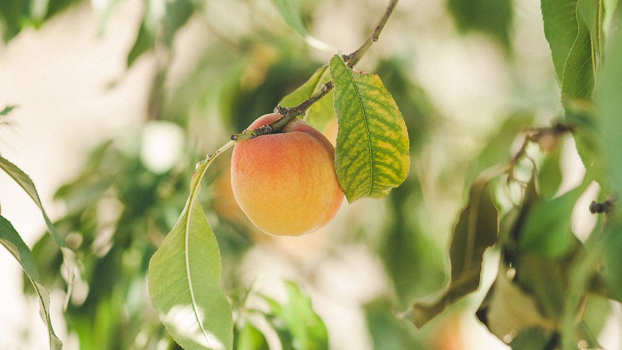 Wallpaper apricot, fruit, ripe, yellow, branches