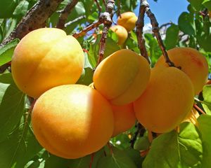 Preview wallpaper apricots, branch, crop, ripe, fruit