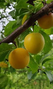 Preview wallpaper apricots, fruit, branch, leaves, macro