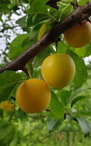 Preview wallpaper apricots, fruit, branch, leaves, macro