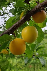 Preview wallpaper apricots, fruit, branch, leaves, macro