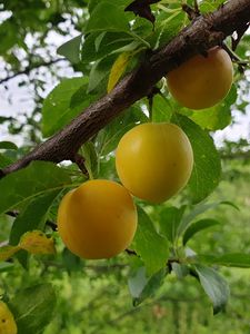 Preview wallpaper apricots, fruit, branch, leaves, macro