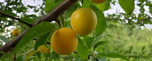 Preview wallpaper apricots, fruit, branch, leaves, macro