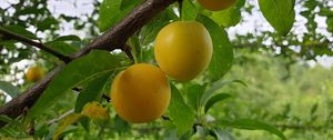 Preview wallpaper apricots, fruit, branch, leaves, macro