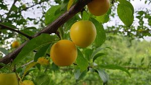 Preview wallpaper apricots, fruit, branch, leaves, macro