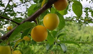 Preview wallpaper apricots, fruit, branch, leaves, macro