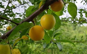 Preview wallpaper apricots, fruit, branch, leaves, macro