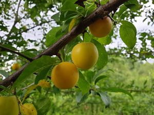 Preview wallpaper apricots, fruit, branch, leaves, macro