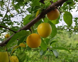 Preview wallpaper apricots, fruit, branch, leaves, macro