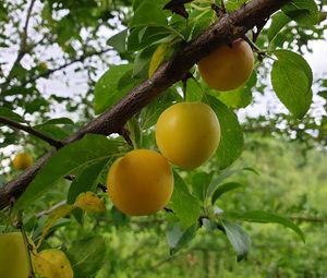 Preview wallpaper apricots, fruit, branch, leaves, macro