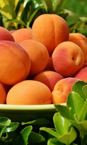 Preview wallpaper apricots, fruit, ripe, grass