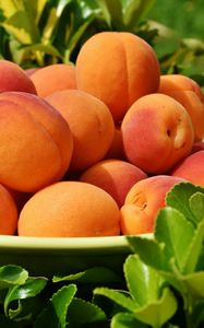 Preview wallpaper apricots, fruit, ripe, grass