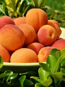 Preview wallpaper apricots, fruit, ripe, grass