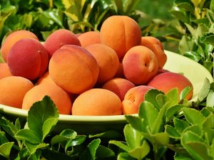 Preview wallpaper apricots, fruit, ripe, grass