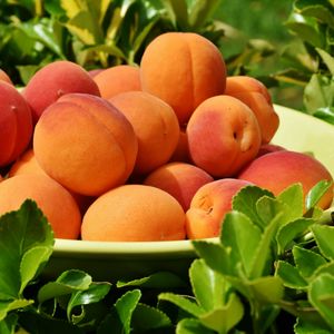 Preview wallpaper apricots, fruit, ripe, grass