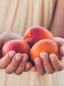 Preview wallpaper apricots, fruit, ripe, hands